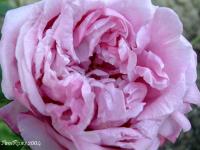 Queen Victoria rose photo