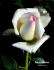 Pedrus Aquarius rose photo