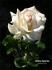 Pedrus Aquarius rose photo