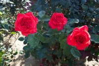Bing Crosby rose photo