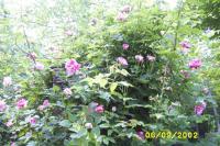 Peppermint Delight rose photo