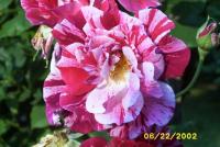 Peppermint Delight rose photo