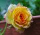 Canyon Cupido rose photo
