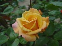 Country Lady rose photo