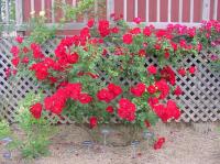 Cameron Bohls ™ rose photo