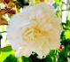 Joan Fontaine rose photo