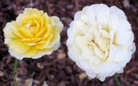 The Poet rose photo