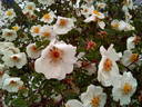 Paulina rose photo