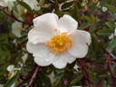 Paulina rose photo