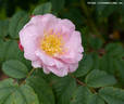 Ran rose photo