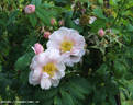 Ran rose photo
