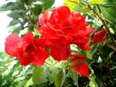 Cap Horn rose photo
