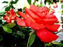 Cap Horn rose photo