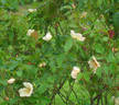 Squatter's Dream rose photo