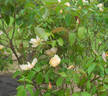 Squatter's Dream rose photo