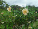 Squatter's Dream rose photo