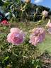Cupcake rose photo