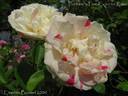 Fortune's Five Color rose photo