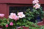 Lady Waterlow rose photo