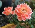 Tangerine Spritzzz!™ rose photo