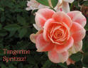Tangerine Spritzzz!™ rose photo