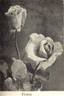 Florex rose photo