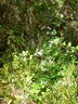 Sweet Autumn Scented Clematis clematis photo