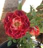 Orange Cranberry Spritzzz!™ rose photo