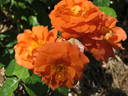 Geraldine rose photo