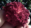 Orange Cranberry Spritzzz!™ rose photo