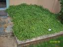 Snow Carpet ® rose photo