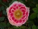 Cherry Spritzzz!™ rose photo