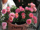 Cherry Spritzzz!™ rose photo