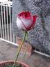 A Daughter's Gift rose photo