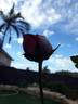 A Daughter's Gift rose photo