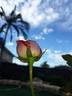 A Daughter's Gift rose photo