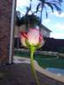 A Daughter's Gift rose photo