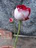 A Daughter's Gift rose photo