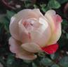 Ant Hug™ rose photo