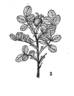 <i>Rosa nisami</i> D. Sosn rose photo