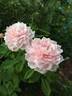 Kindness rose photo