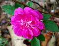 L'Heritieranea rose photo