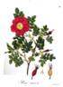 <i>Rosa suavis</i> Willd. rose photo