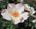 Dacia’s Dream rose photo