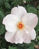 Dacia’s Dream rose photo