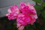 Lady Waterlow rose photo