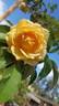 Nella Fantasia rose photo