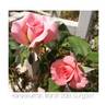 Kanyakumari ™ rose photo