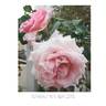Kanyakumari ™ rose photo