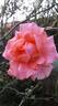 Kanyakumari ™ rose photo